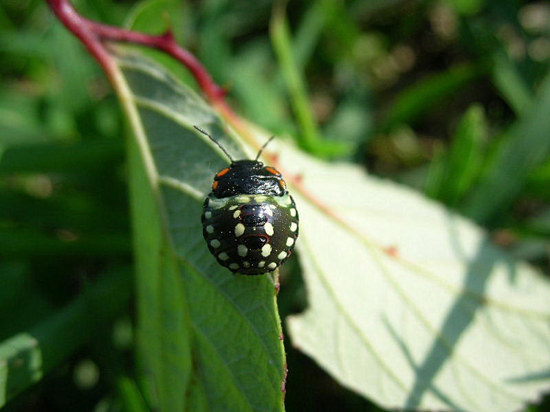 neanide di Nezara viridula
